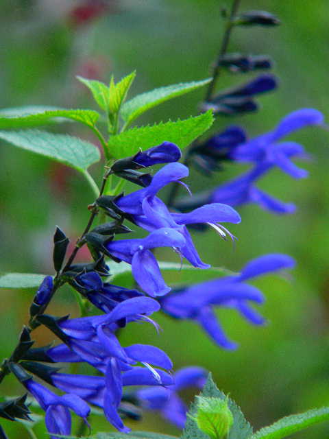 ���낢��t�H�g