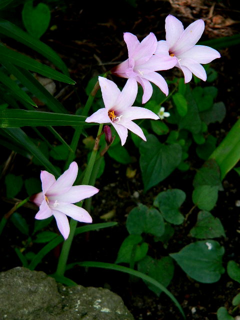 ���낢��t�H�g