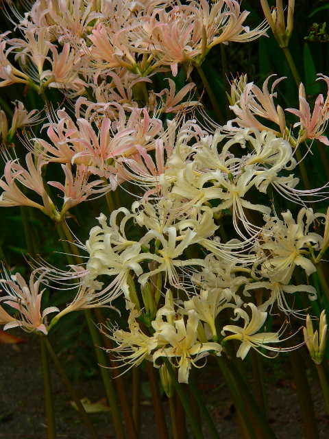 ���낢��t�H�g