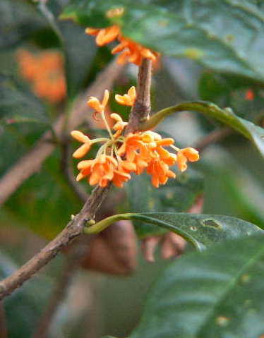 ���낢��t�H�g