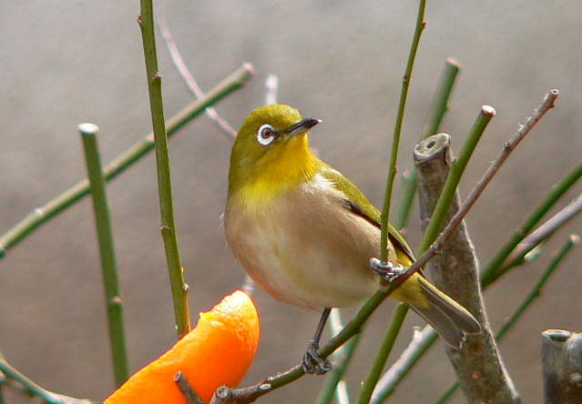 ���낢��t�H�g