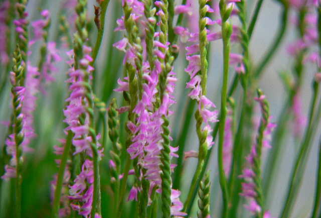 ���낢��t�H�g