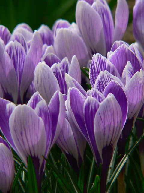 ���낢��t�H�g