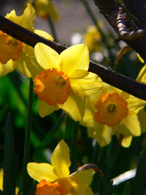 ���낢��t�H�g