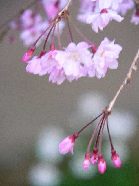 ���낢��t�H�g