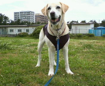 �ڂ���Rick�ƕی�L3�C