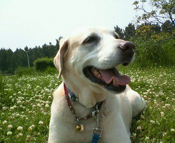 �ڂ���Rick�ƕی�L3�C