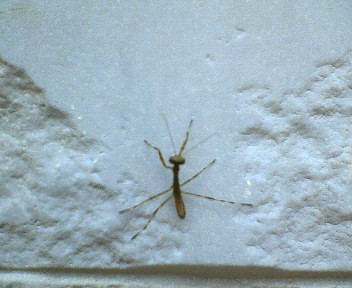 �ڂ���Rick�ƕی�L3�C