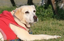 �ڂ���Rick�ƕی�L3�C