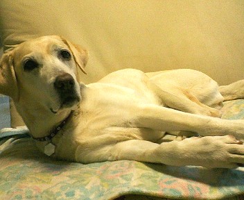 �ڂ���Rick�ƕی�L3�C