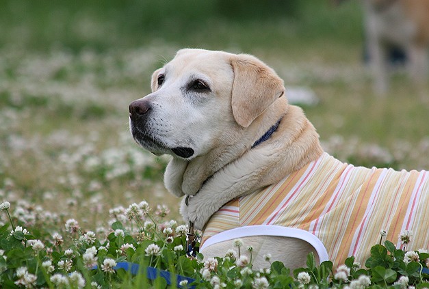 �ڂ���Rick�ƕی�L3�C