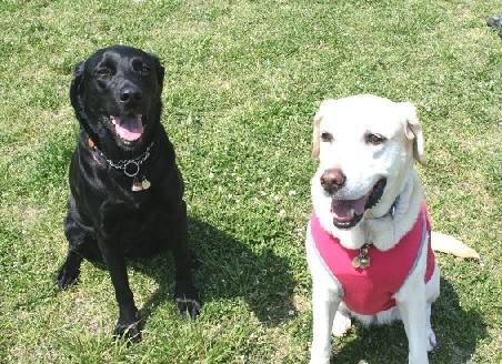 �ڂ���Rick�ƕی�L3�C