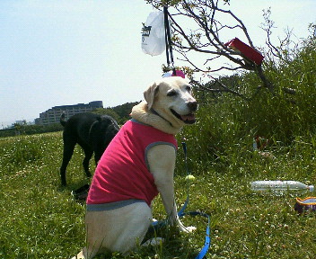 �ی쌢���umix��HAL�ƃS�[���f����Rick