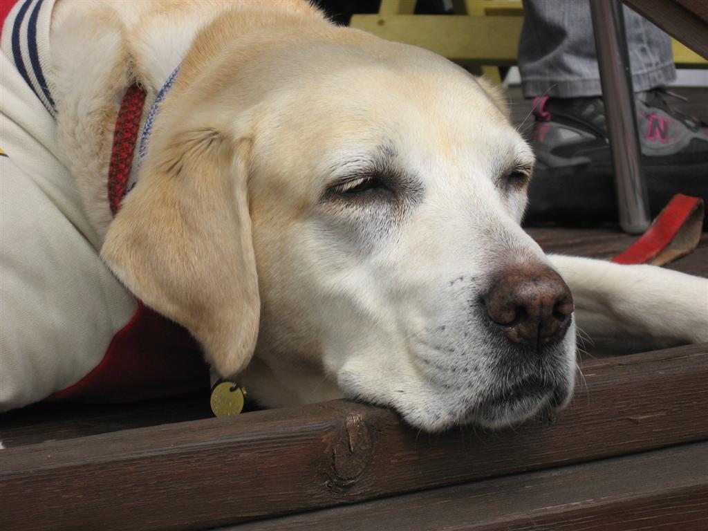 �ی쌢���umix��HAL�ƃS�[���f����Rick