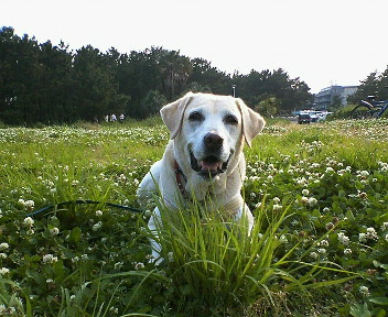 �ی쌢���umix��HAL�ƃS�[���f����Rick