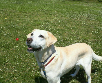 �ی쌢���umix��HAL�ƃS�[���f����Rick