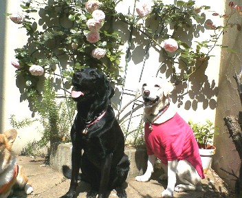 �ی쌢���umix��HAL�ƃS�[���f����Rick