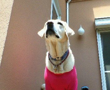 �ی쌢���umix��HAL�ƃS�[���f����Rick