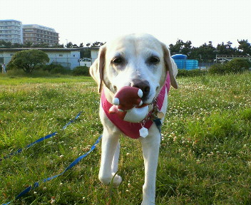 �ی쌢���umix��HAL�ƃS�[���f����Rick