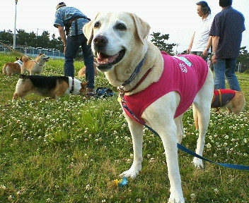 �ی쌢���umix��HAL�ƃS�[���f����Rick