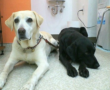 �ی쌢���umix��HAL�ƃS�[���f����Rick