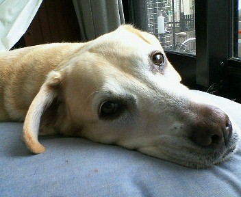 �ی쌢���umix��HAL�ƃS�[���f����Rick