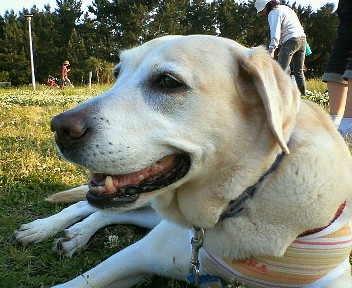 �ی쌢���umix��HAL�ƃS�[���f����Rick