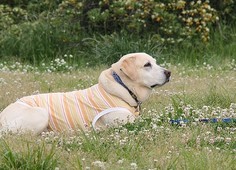 �ی쌢���umix��HAL�ƃS�[���f����Rick