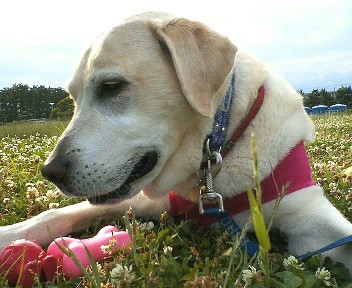 �ی쌢���umix��HAL�ƃS�[���f����Rick