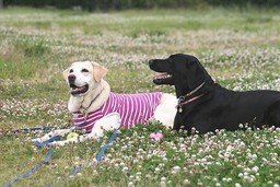 �ی쌢���umix��HAL�ƃS�[���f����Rick