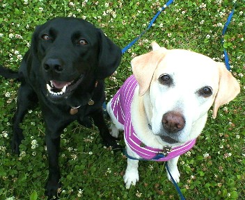 �ی쌢���umix��HAL�ƃS�[���f����Rick