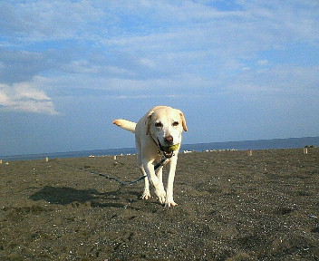 �ی쌢���umix��HAL�ƃS�[���f����Rick