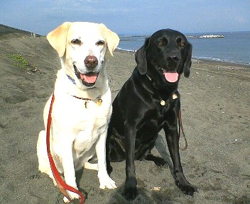 �ی쌢���umix��HAL�ƃS�[���f����Rick