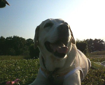 �ی쌢���umix��HAL�ƃS�[���f����Rick