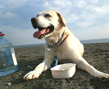 �ی쌢���umix��HAL�ƃS�[���f����Rick