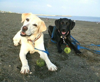 �ی쌢���umix��HAL�ƃS�[���f����Rick