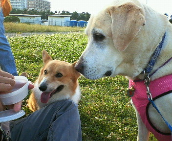 �ی쌢���umix��HAL�ƃS�[���f����Rick