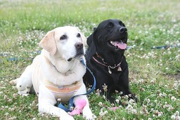 �ی쌢���umix��HAL�ƃS�[���f����Rick