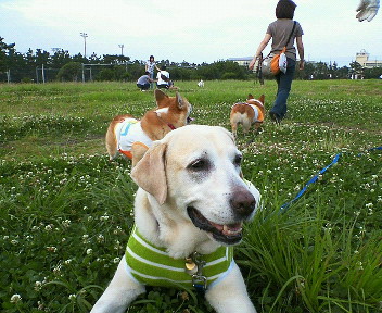 �ی쌢���umix��HAL�ƃS�[���f����Rick