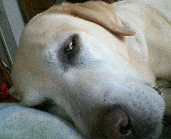 �ی쌢���umix��HAL�ƃS�[���f����Rick