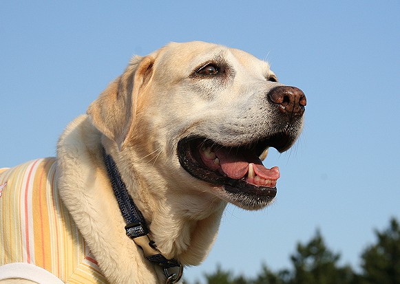 �ی쌢���umix��HAL�ƃS�[���f����Rick