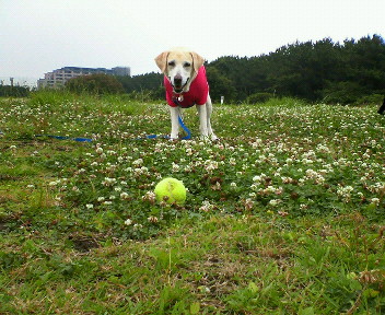 �ی쌢���umix��HAL�ƃS�[���f����Rick