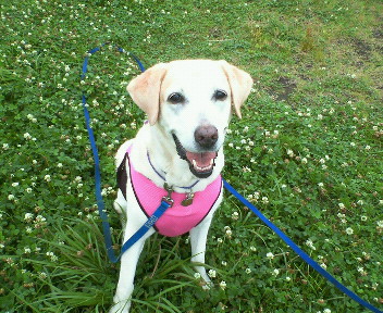 �ی쌢���umix��HAL�ƃS�[���f����Rick