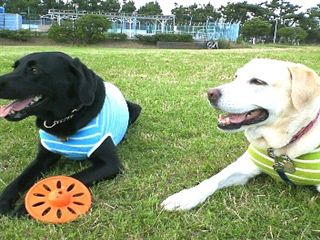 �ی쌢���umix��HAL�ƃS�[���f����Rick