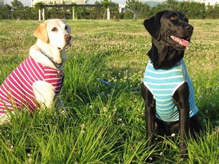 �ی쌢���umix��HAL�ƃS�[���f����Rick