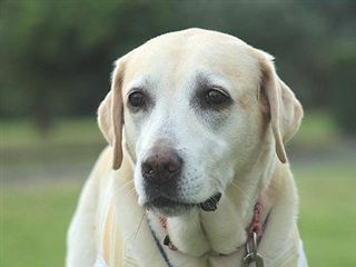 �ی쌢���umix��HAL�ƃS�[���f����Rick