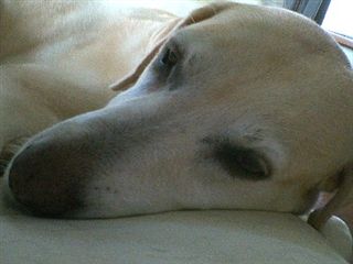 �ی쌢���umix��HAL�ƃS�[���f����Rick