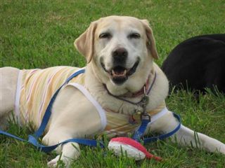 �ی쌢���umix��HAL�ƃS�[���f����Rick