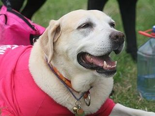 �ی쌢���umix��HAL�ƃS�[���f����Rick