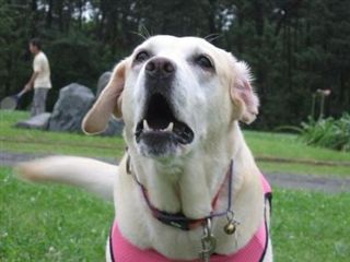 �ی쌢���umix��HAL�ƃS�[���f����Rick